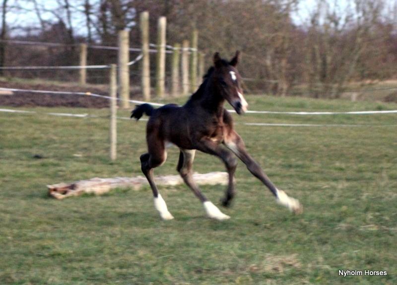 Oldenborg Mischa Nyholm billede 12