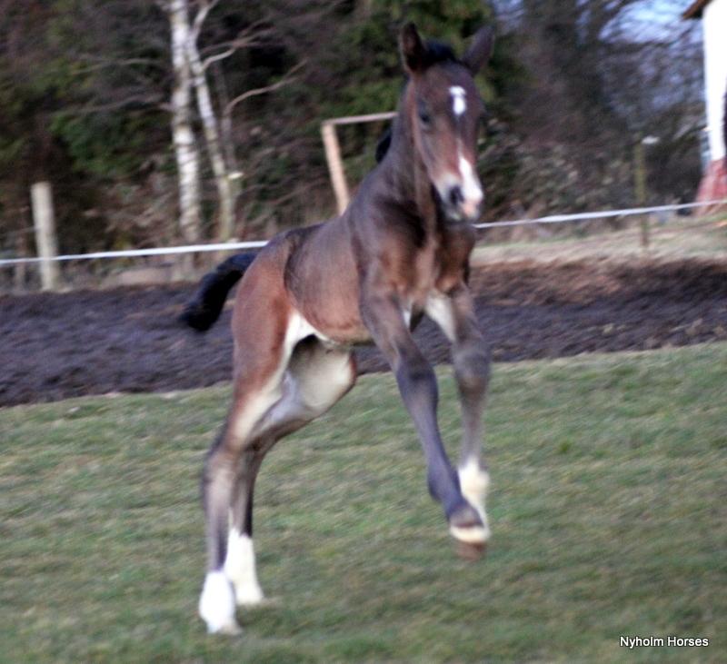 Oldenborg Mischa Nyholm billede 8