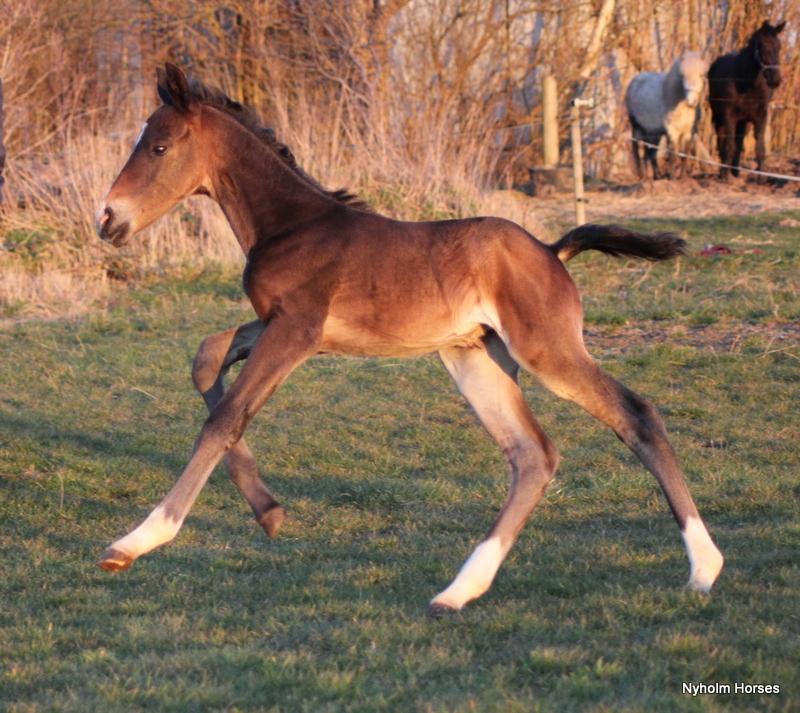 Oldenborg Mischa Nyholm billede 13