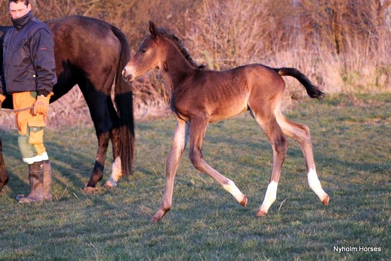 Oldenborg Mischa Nyholm billede 15