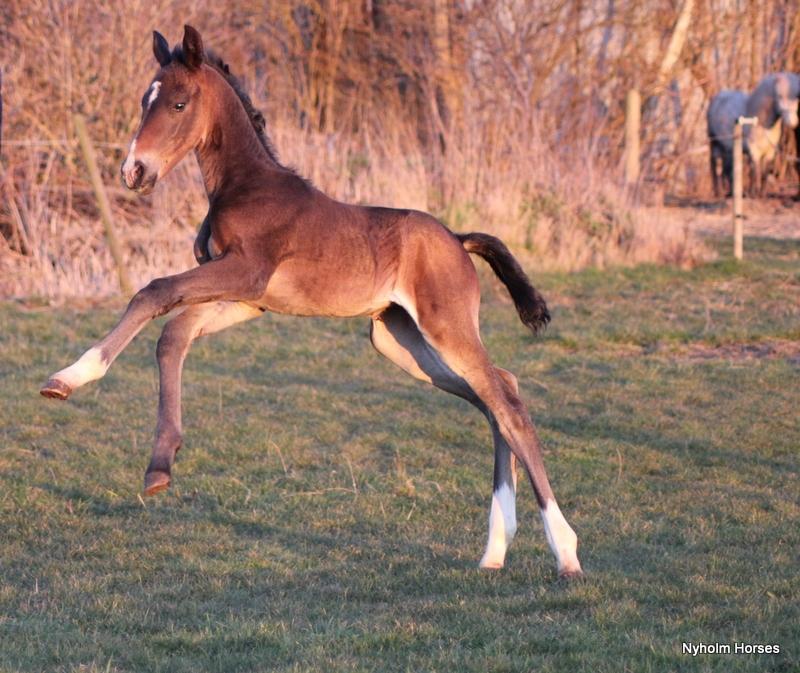 Oldenborg Mischa Nyholm billede 2