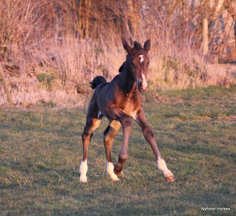 Oldenborg Mischa Nyholm billede 16