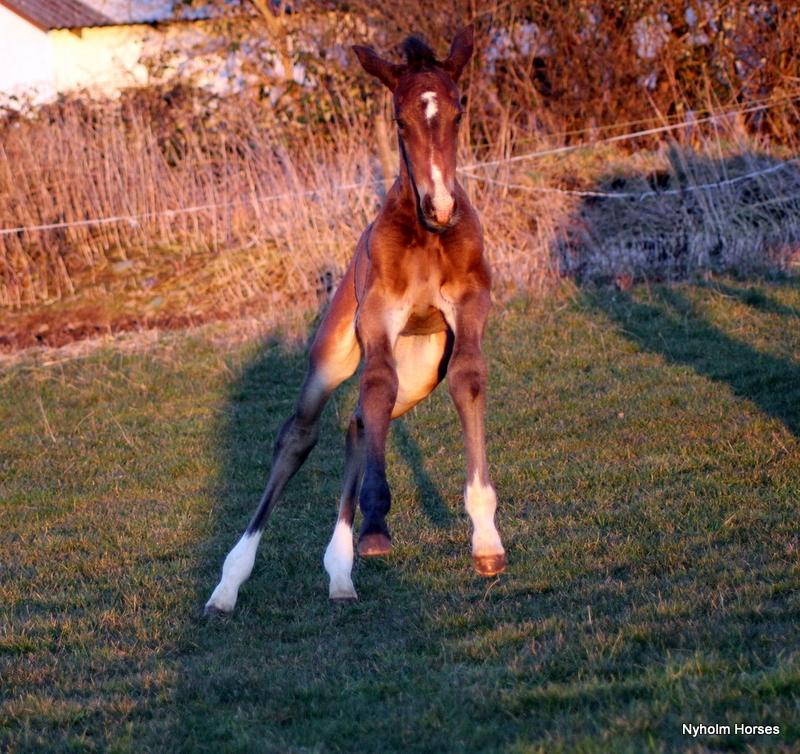 Oldenborg Mischa Nyholm billede 14