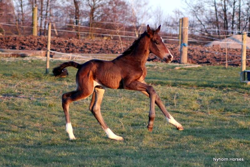 Oldenborg Mischa Nyholm billede 17