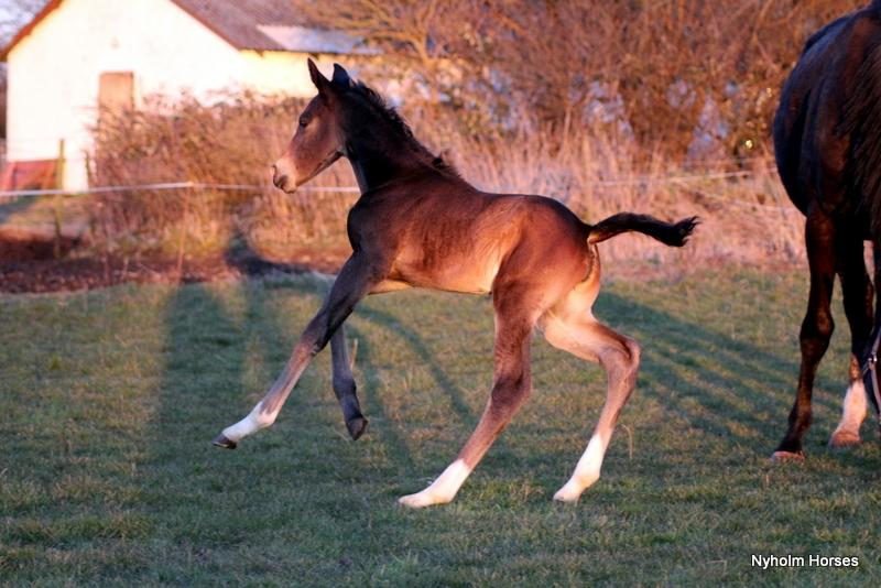 Oldenborg Mischa Nyholm billede 19