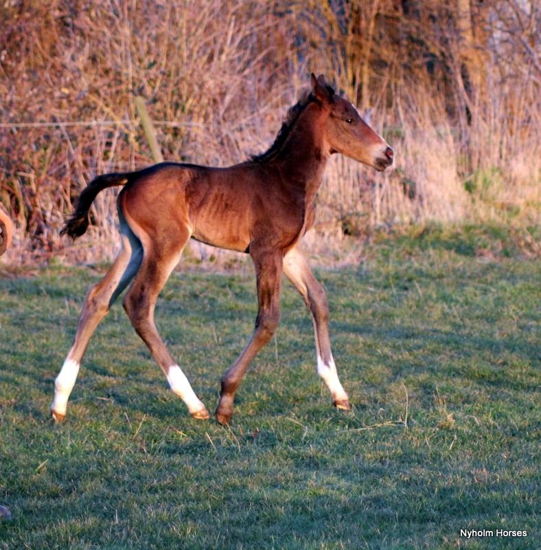 Oldenborg Mischa Nyholm billede 20