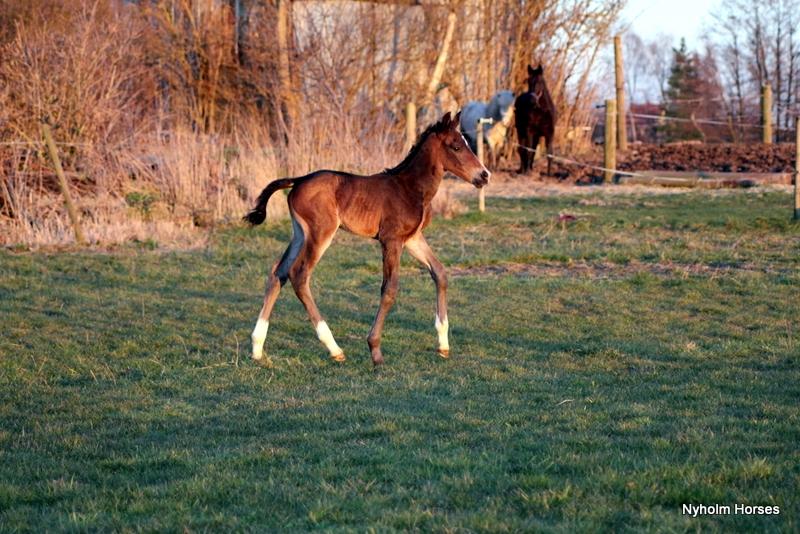 Oldenborg Mischa Nyholm billede 21