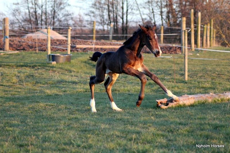 Oldenborg Mischa Nyholm billede 22