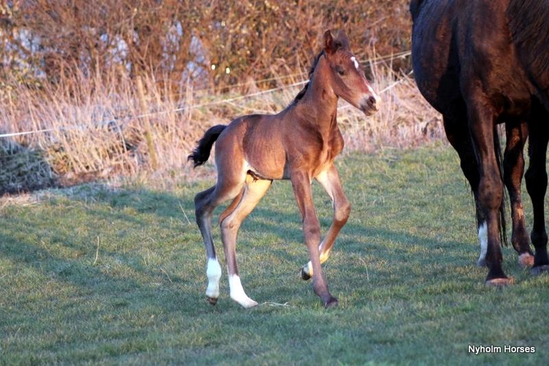 Oldenborg Mischa Nyholm billede 23