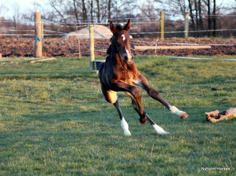 Oldenborg Mischa Nyholm billede 24