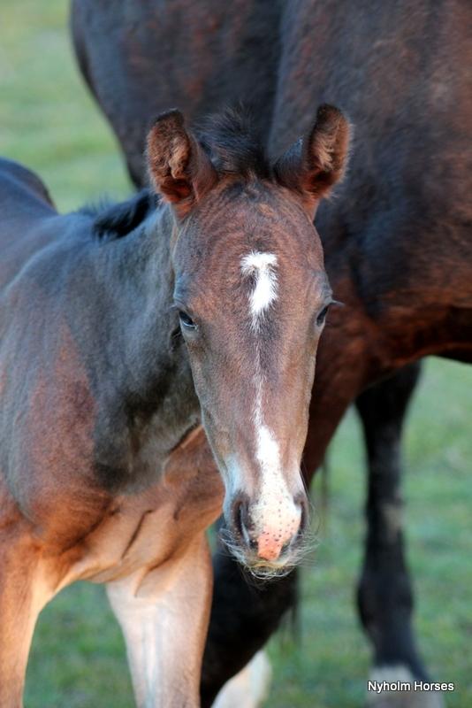 Oldenborg Mischa Nyholm billede 25