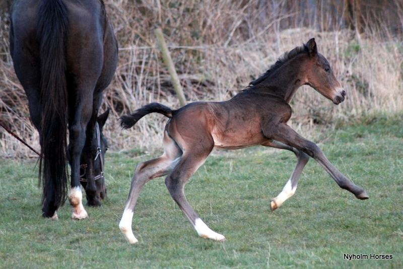 Oldenborg Mischa Nyholm billede 26