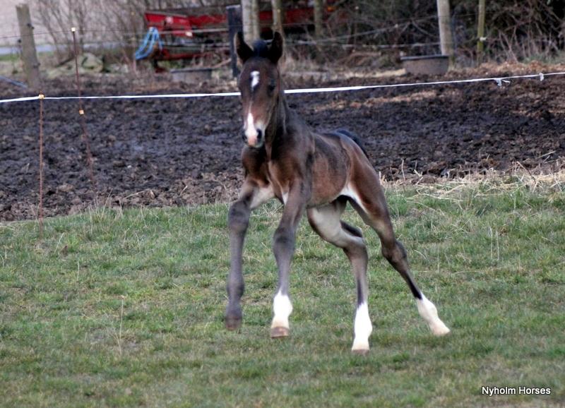 Oldenborg Mischa Nyholm billede 27