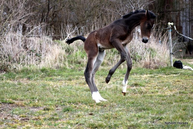 Oldenborg Mischa Nyholm billede 28