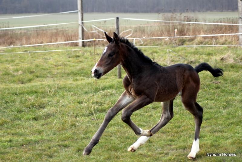 Oldenborg Mischa Nyholm billede 30