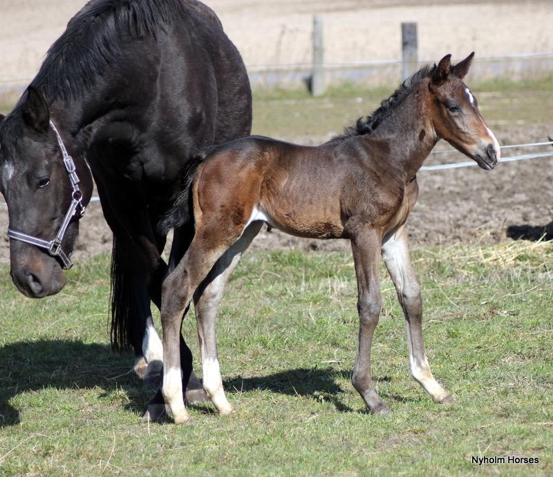 Oldenborg Mischa Nyholm billede 31