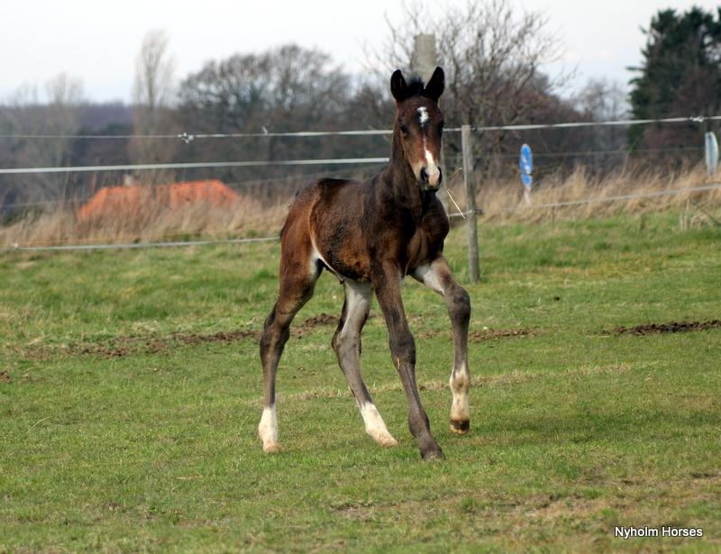 Oldenborg Mischa Nyholm billede 32