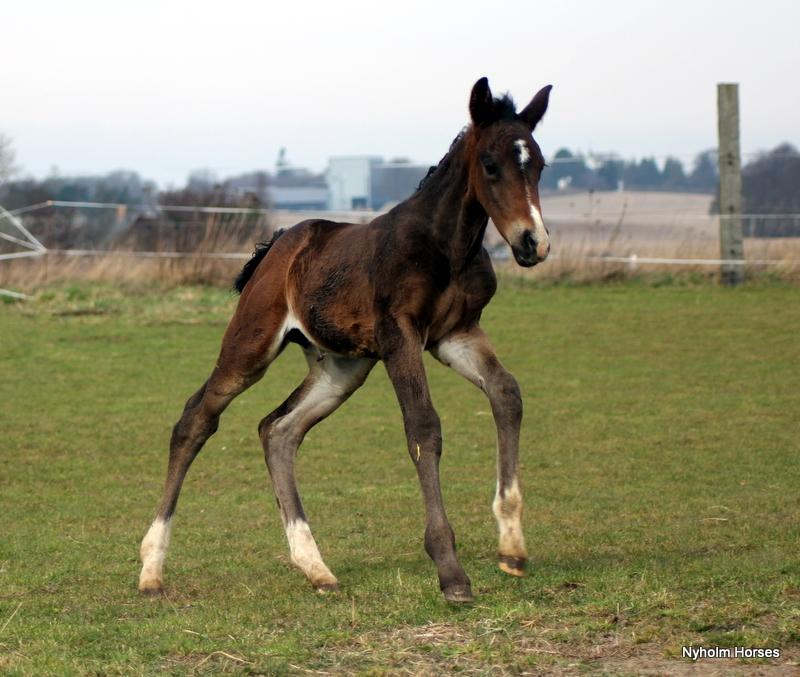 Oldenborg Mischa Nyholm billede 33