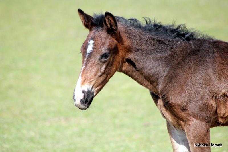 Oldenborg Mischa Nyholm billede 1
