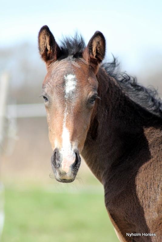 Oldenborg Mischa Nyholm billede 34