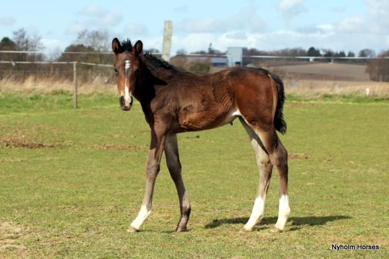 Oldenborg Mischa Nyholm billede 4
