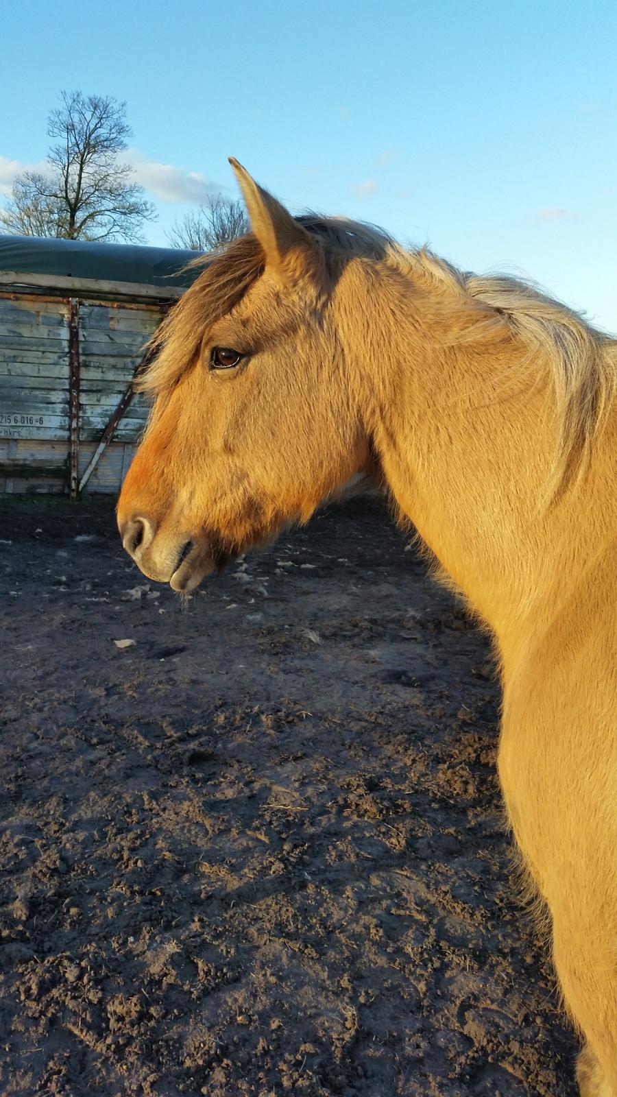 Anden særlig race Lille Kalle billede 15