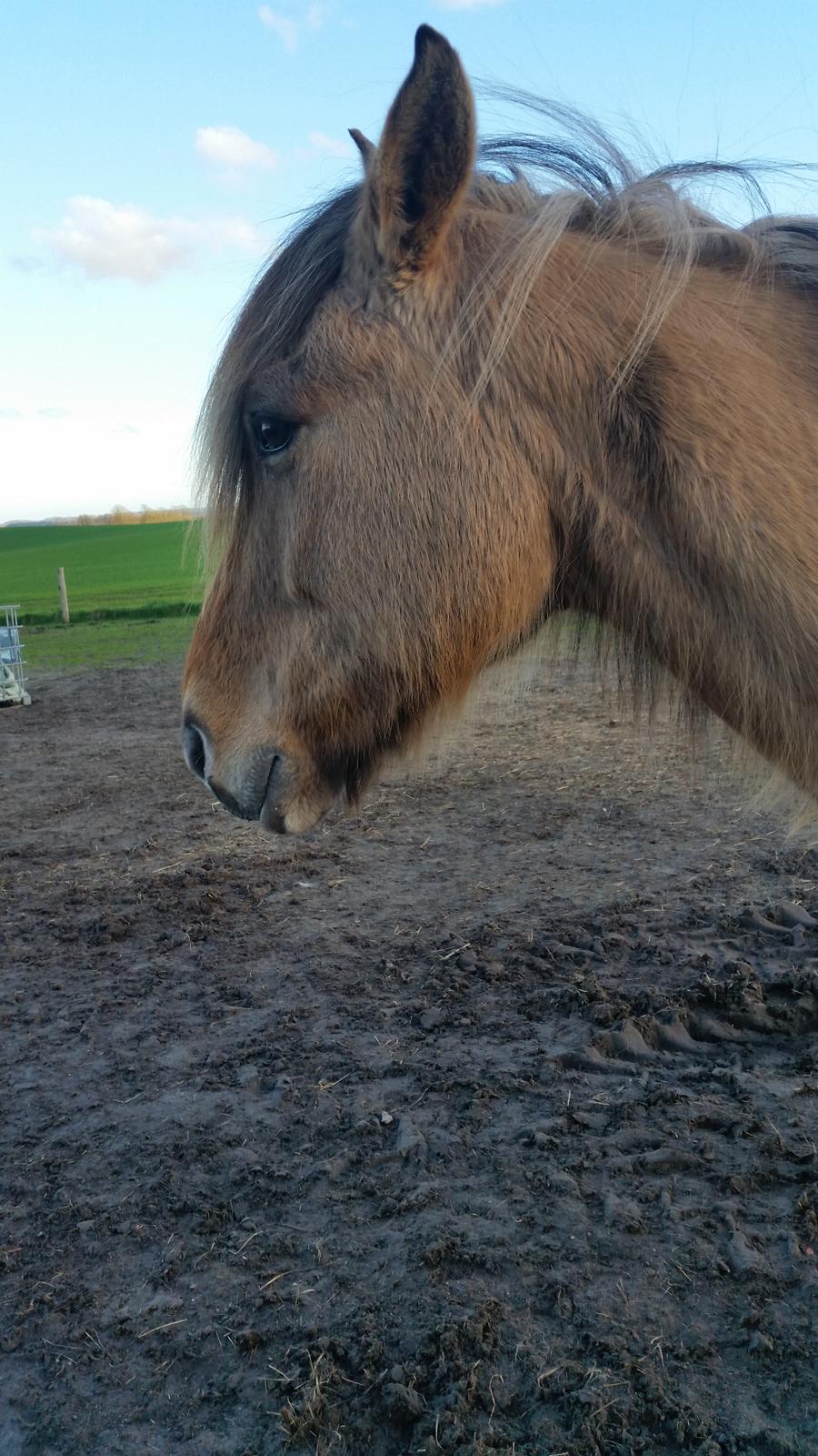 Anden særlig race Lille Kalle billede 16