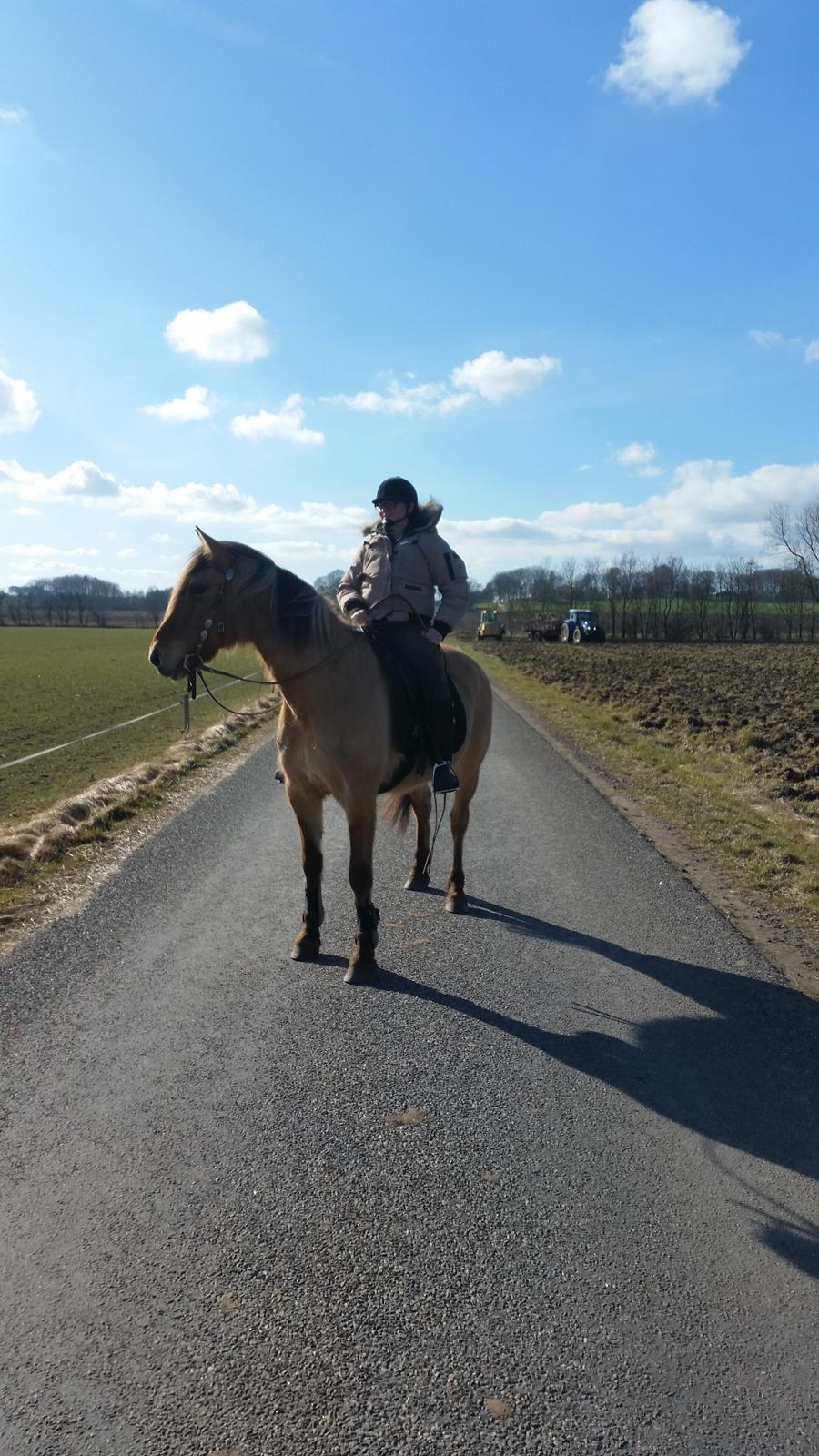 Anden særlig race Lille Kalle billede 17