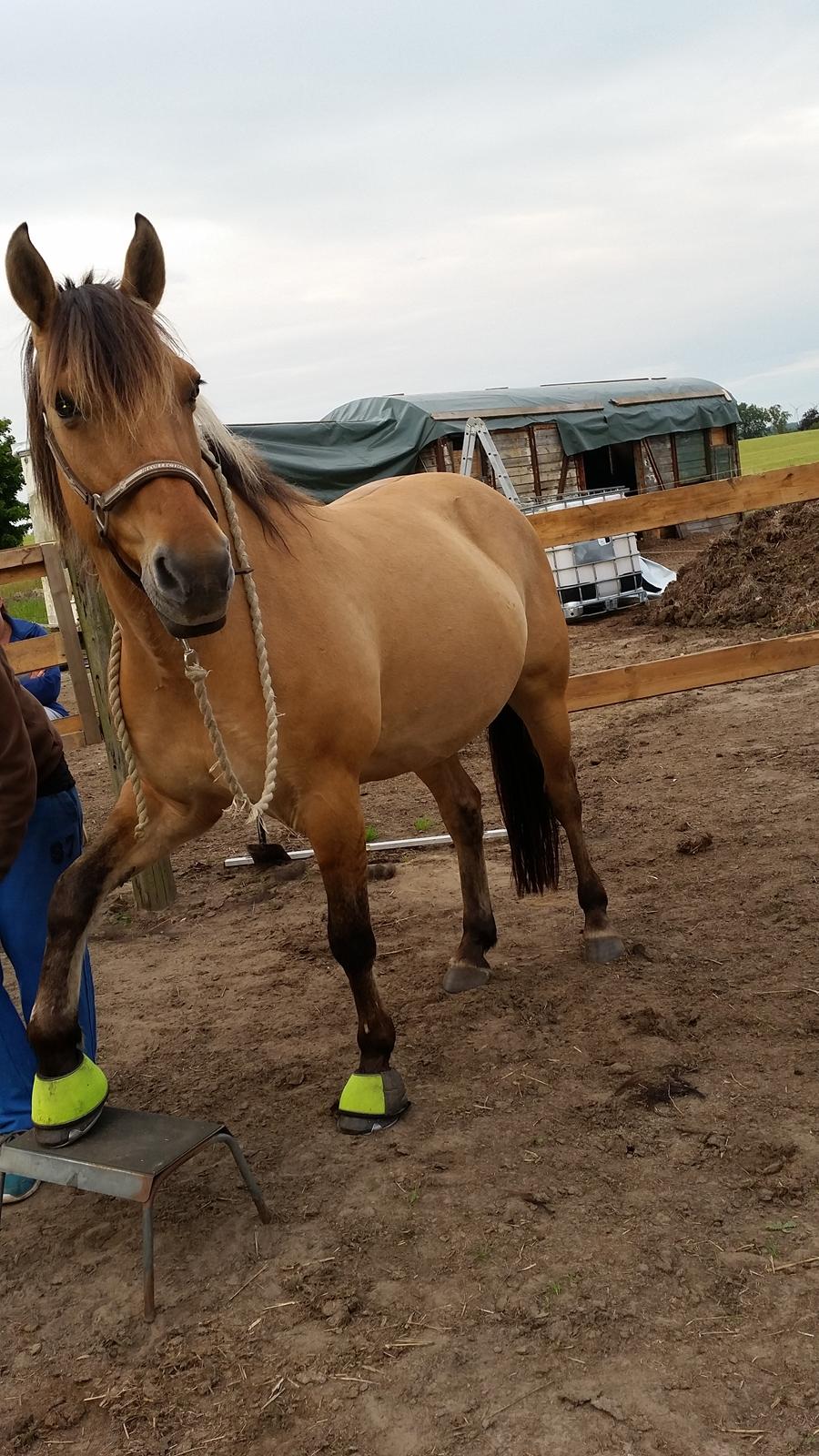 Anden særlig race Lille Kalle billede 18