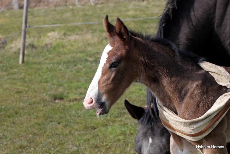 Oldenborg Sjaik Nyholm billede 2
