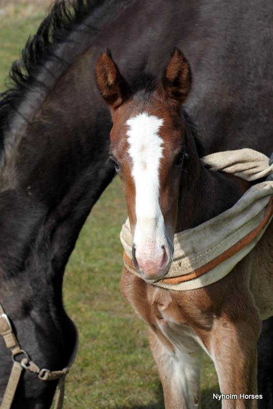 Oldenborg Sjaik Nyholm billede 1