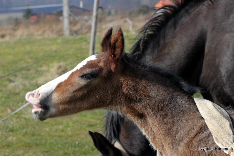 Oldenborg Sjaik Nyholm billede 3