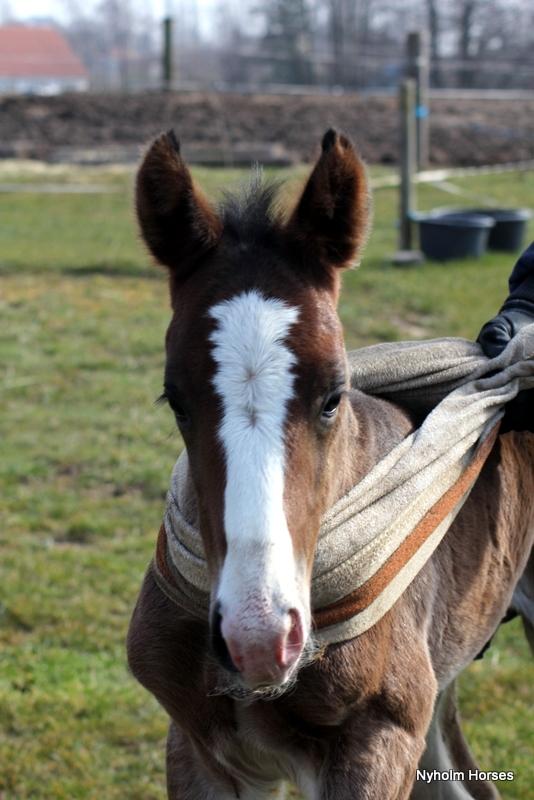 Oldenborg Sjaik Nyholm billede 4