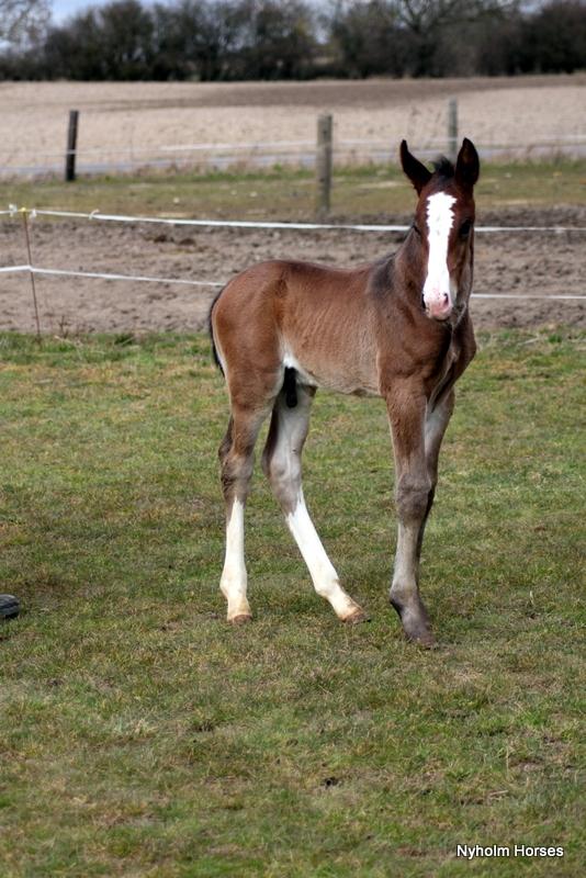Oldenborg Sjaik Nyholm billede 5