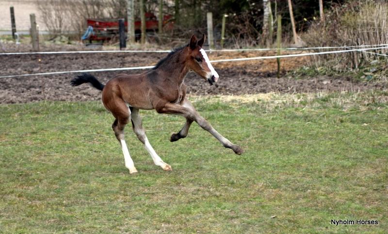 Oldenborg Sjaik Nyholm billede 7