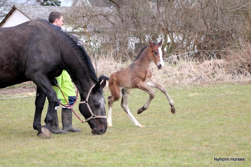 Oldenborg Sjaik Nyholm billede 8