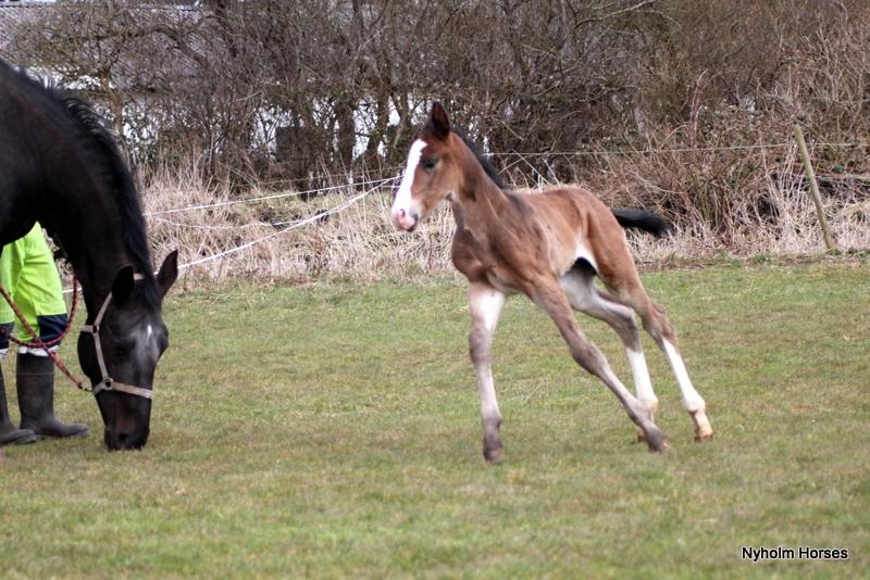 Oldenborg Sjaik Nyholm billede 9