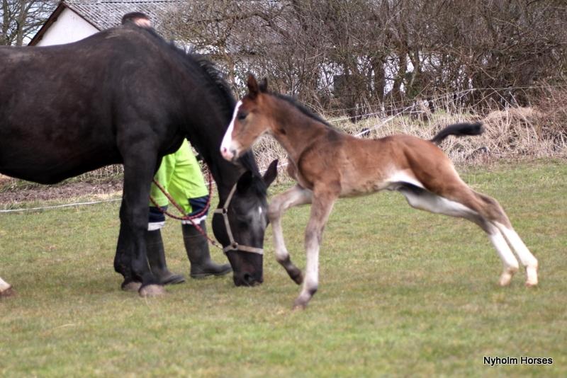 Oldenborg Sjaik Nyholm billede 10