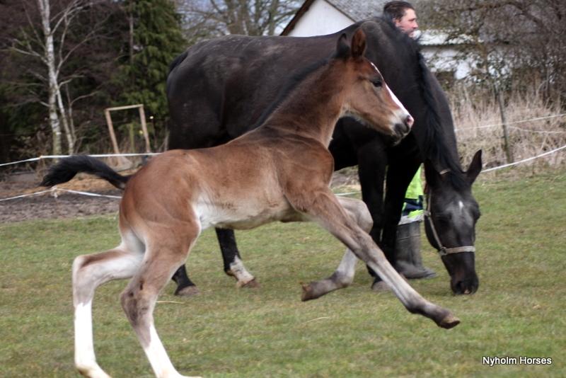 Oldenborg Sjaik Nyholm billede 11