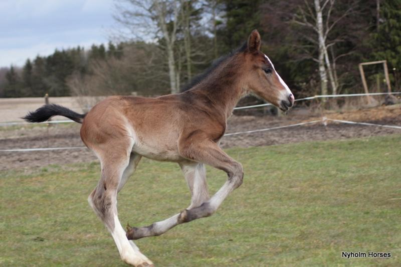 Oldenborg Sjaik Nyholm billede 12