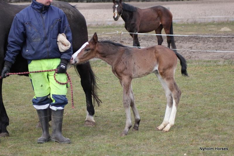 Oldenborg Sjaik Nyholm billede 13