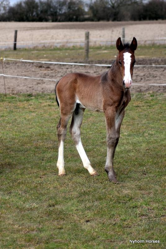 Oldenborg Sjaik Nyholm billede 6