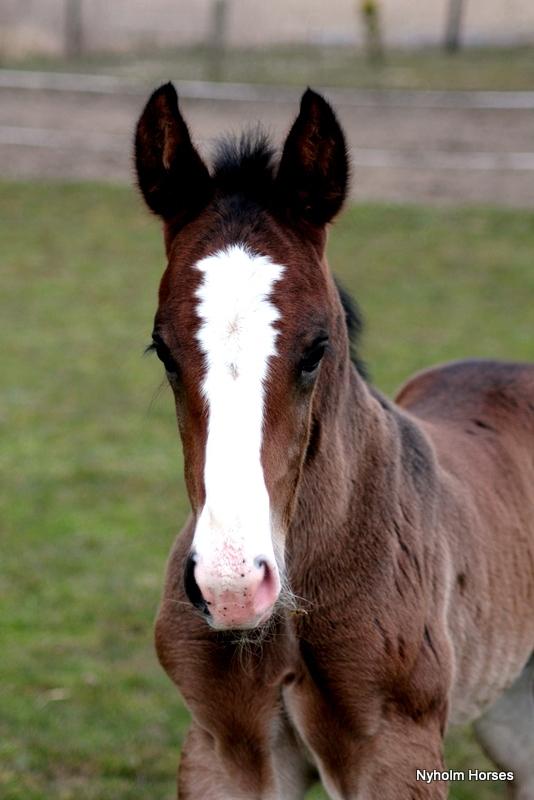 Oldenborg Sjaik Nyholm billede 15