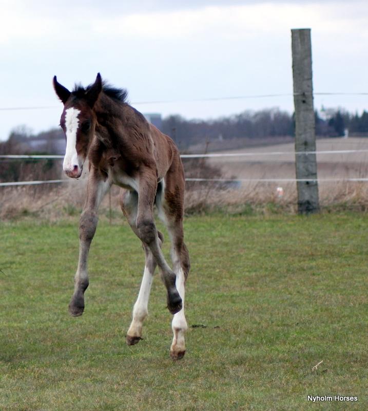 Oldenborg Sjaik Nyholm billede 14