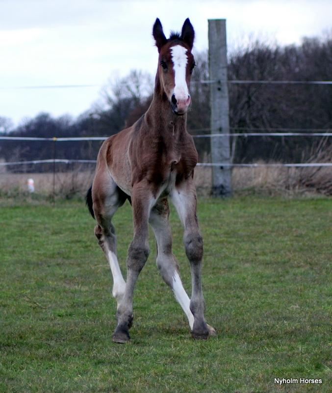Oldenborg Sjaik Nyholm billede 16