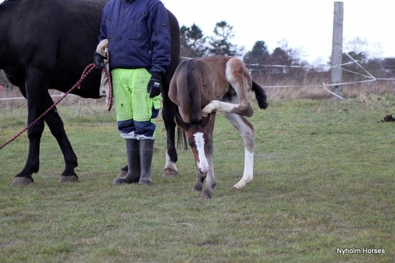 Oldenborg Sjaik Nyholm billede 17