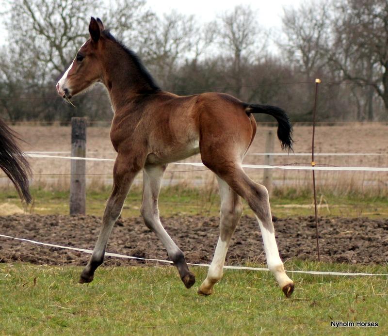 Oldenborg Sjaik Nyholm billede 18