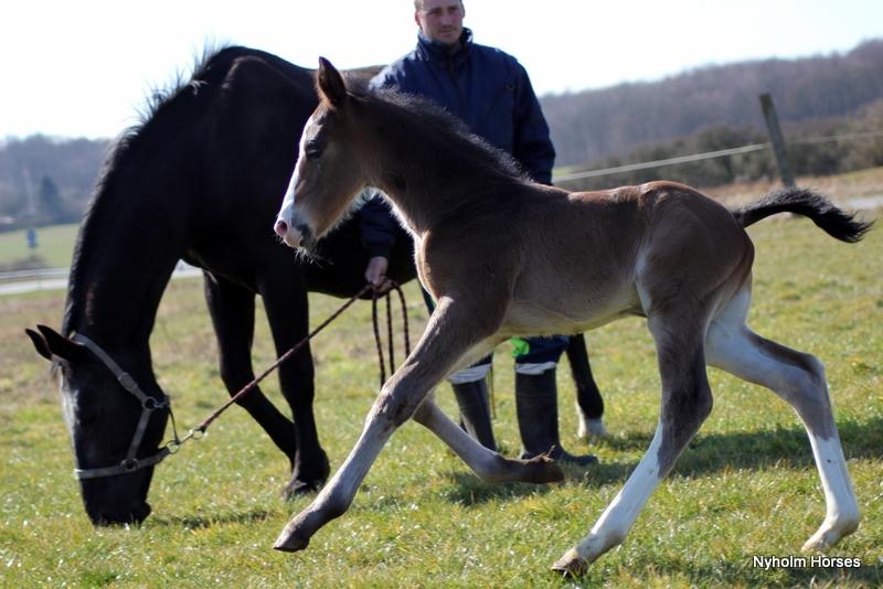 Oldenborg Sjaik Nyholm billede 19