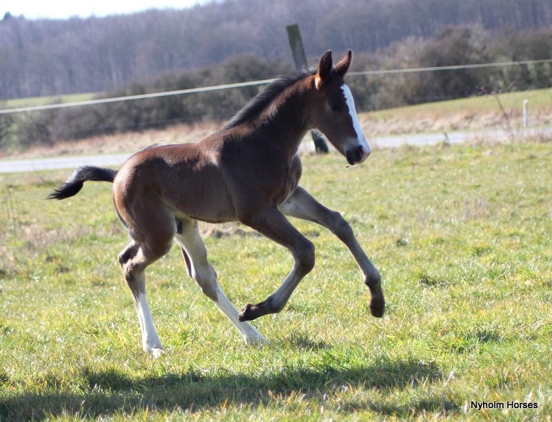 Oldenborg Sjaik Nyholm billede 20