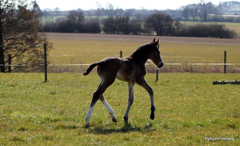 Oldenborg Sjaik Nyholm billede 21